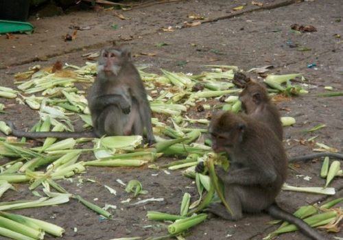 बाँदरले दुख दिएपछि पोखरा महानगरमा रुख काट्ने अभियान