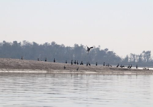 अति दुर्लभ हाँस प्रजातिको बैकाल गैरी चरा नारायणी नदीमा फेला