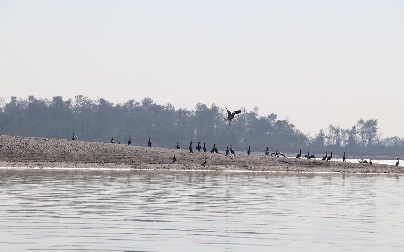 अति दुर्लभ हाँस प्रजातिको बैकाल गैरी चरा नारायणी नदीमा फेला