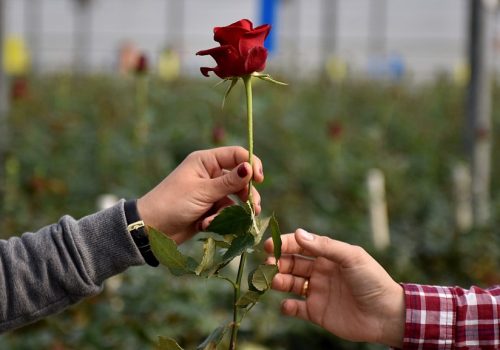 भ्यालेन्टाइन डे: स्थानीय उत्पादनले धान्न नसक्दा ९० प्रतिशत गुलाब भारतबाट आयात
