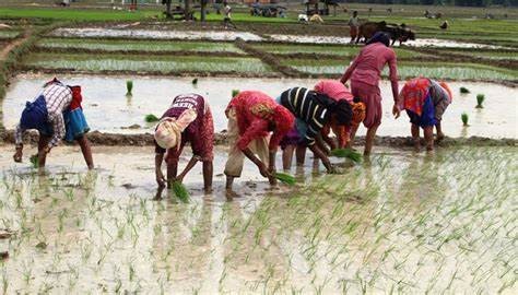 देशभर झन्डै १० प्रतिशत रोपाइँ सकियो
