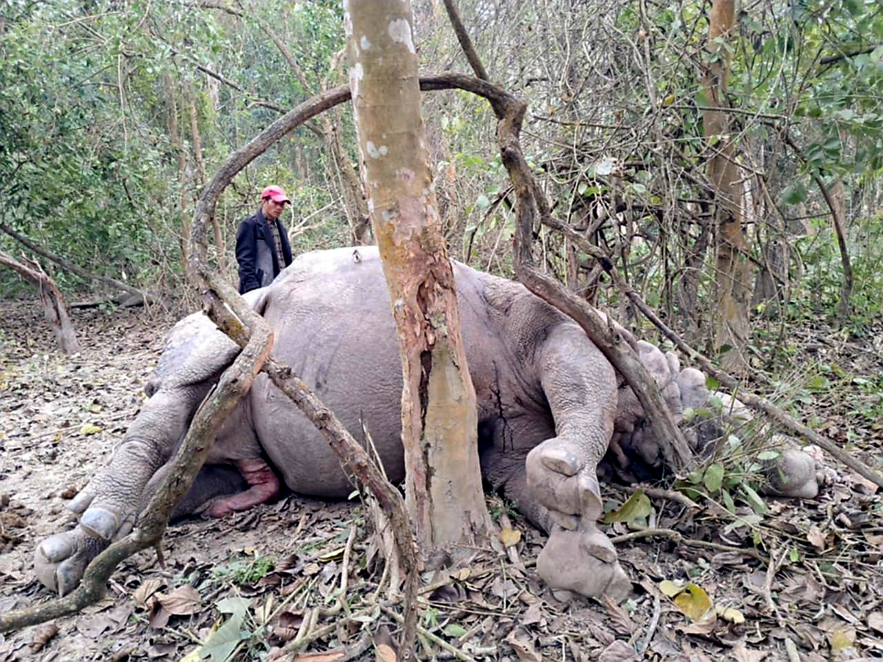 चितवन राष्ट्रिय निकुञ्जमा गैँडा मृत फेला